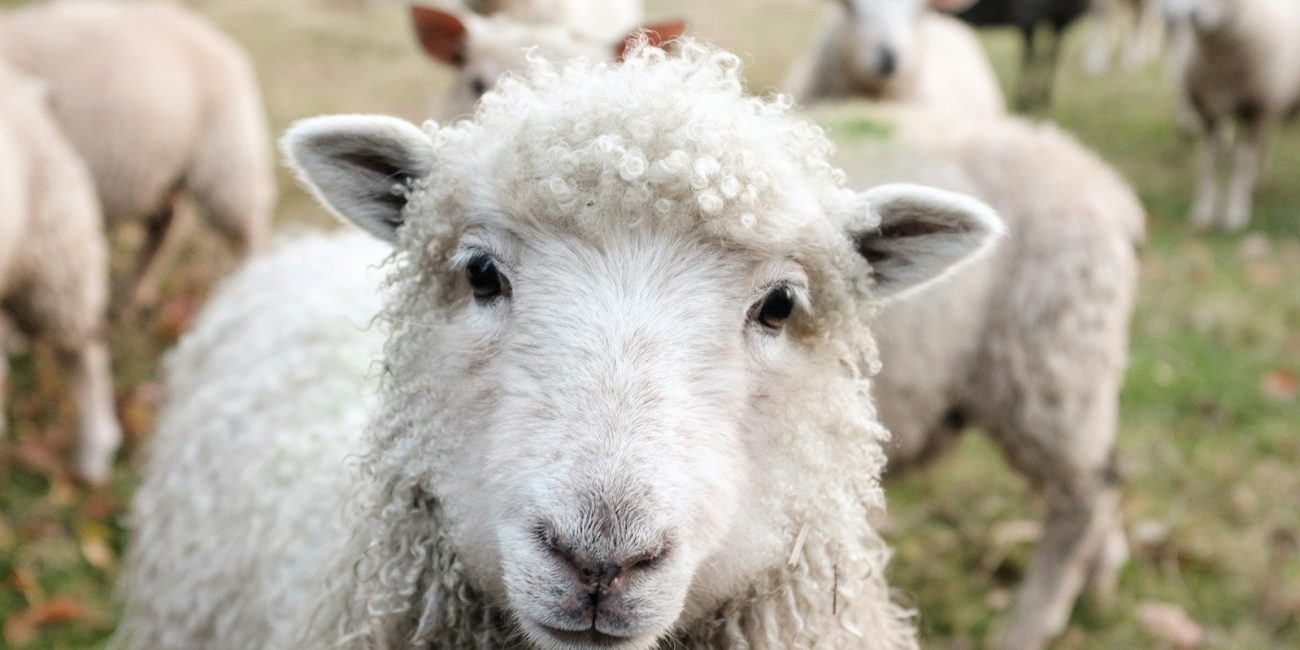 white sheep on green grass during daytime